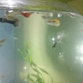 гуппи балык чагалары