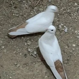 kepderi