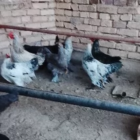 Horaz