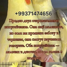 попугай