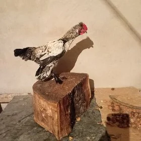 karlık