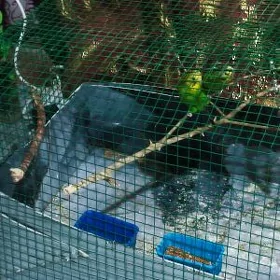 papugay