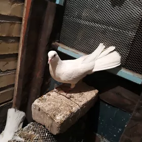kepder