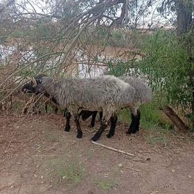 KOCKAR
