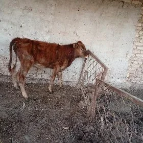 okuzce