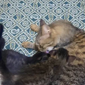 Pisik cagaly