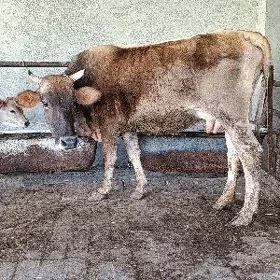 şwes tohum göleli sygyr