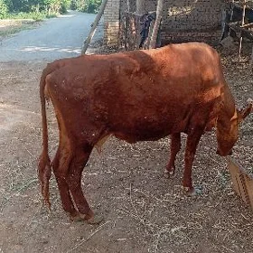 sağlık sygyr