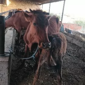 saglyk sygyr