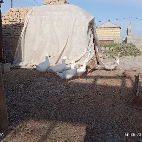 ордек йашыл баш телпекли
