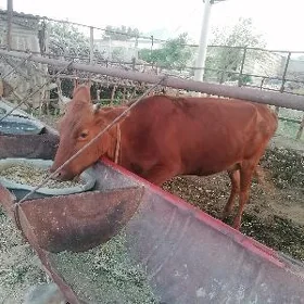 Sygyr