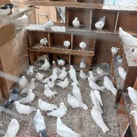 kepderi