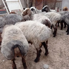 işek erkeç