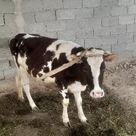 tüwe