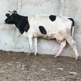 GALİŞDEÝİN GÖLELİ SYGYR