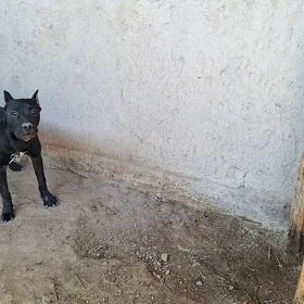 Original Amerikanskiý Pitbull