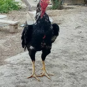 TASKENIT HOROZ