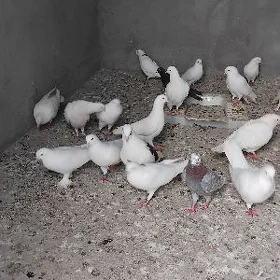 Kepderi
