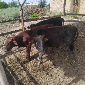 okuzce