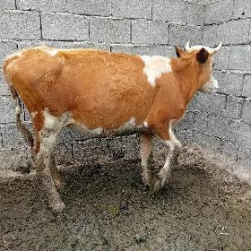 simintal garyşyk tuwe