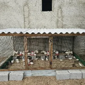 Towuk ketek