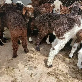 Tokli