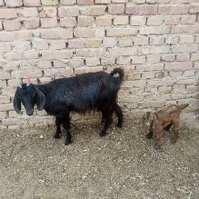 Owlakly geçi