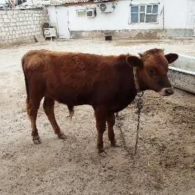 Öküz