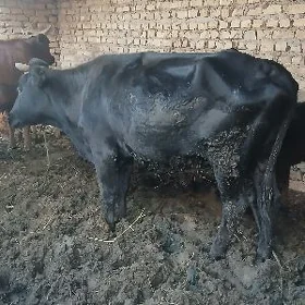 саглык сыгыр