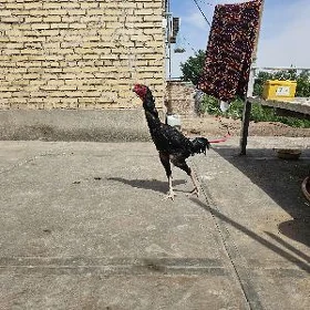 horaz