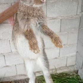 Towşan Товшан