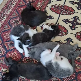 pişik