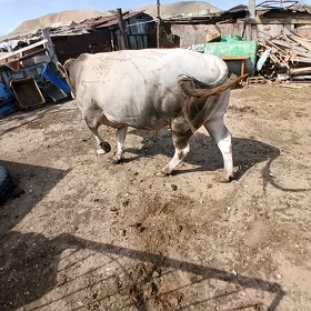 ÖKÜZ