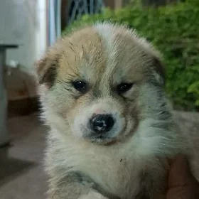 Akita Акита Ину