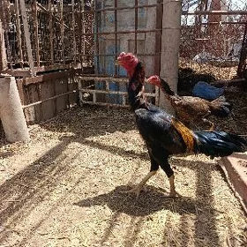 horaz