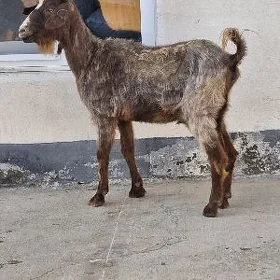 geci