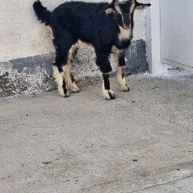 çebiş