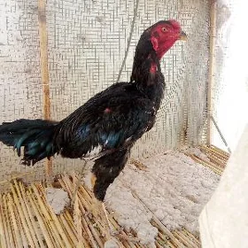 baysow horaz