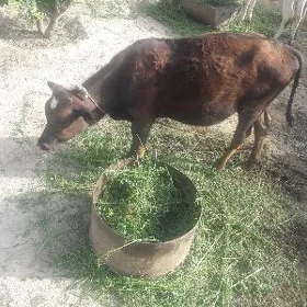 öküz
