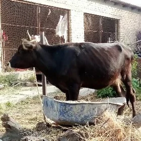 Gibrit Tohum Tüwe 1 ýaş 1 aý