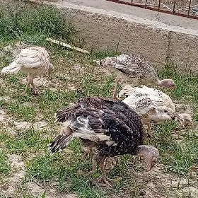 İnduk juje