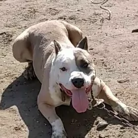 pitbull