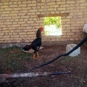horaz