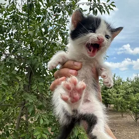 Котята. Кошки. Pişik