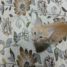 Пишижек..Котенок