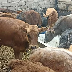 öküzçe tüwe öküz göle