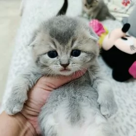 шотландские шиншиллы