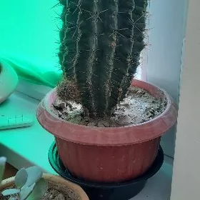 Kaktus