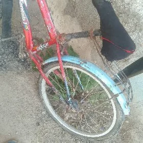 Kici tigir