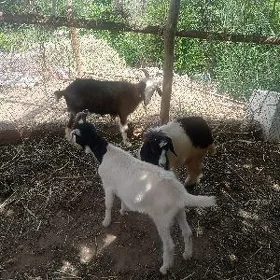 serkeler ve geçi
